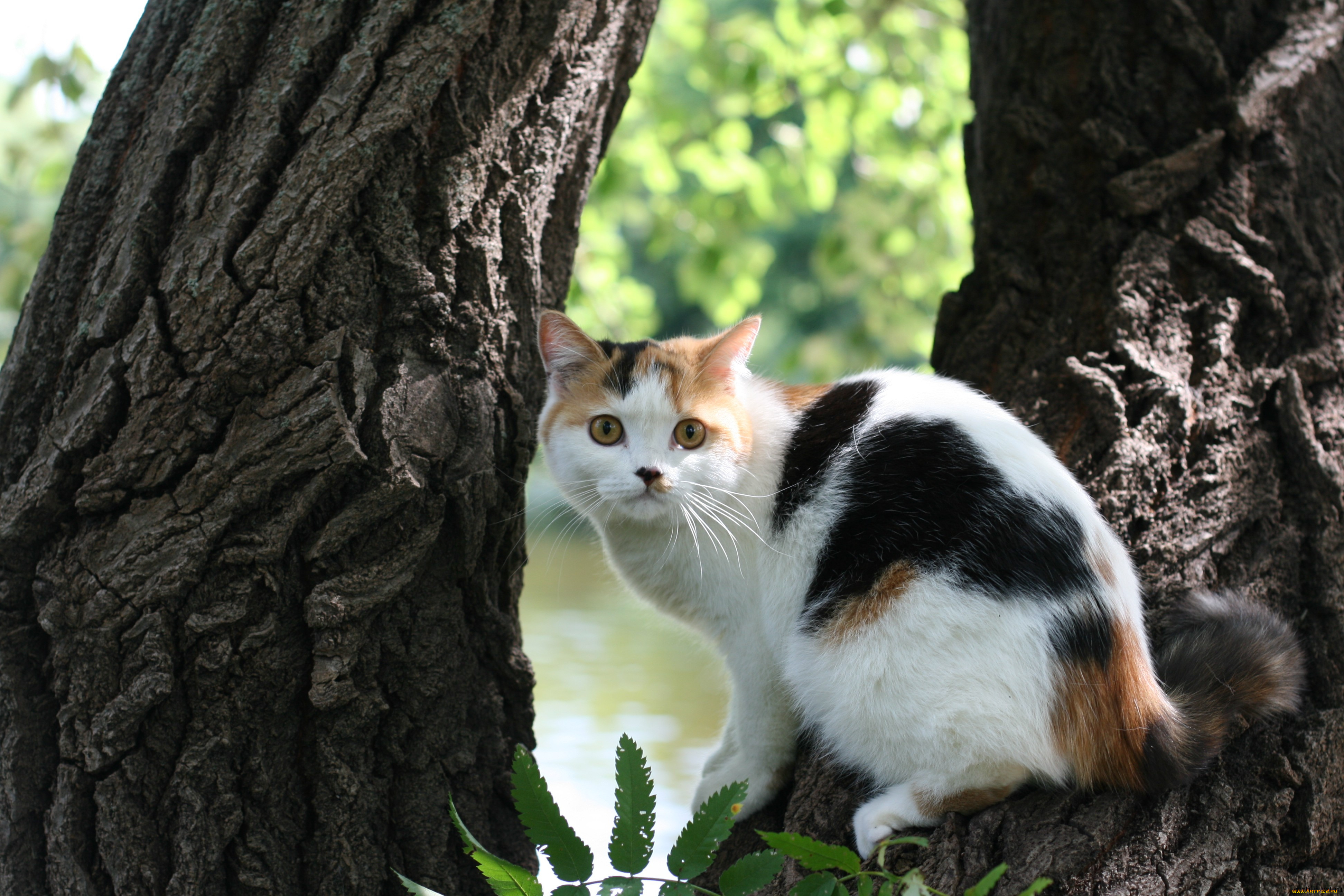 , , cat